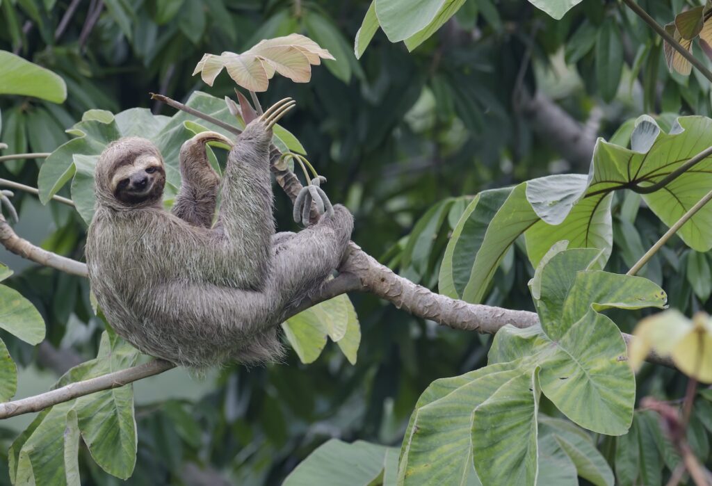 One sloths