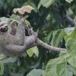 Where in Costa Rica can you see sloths? 