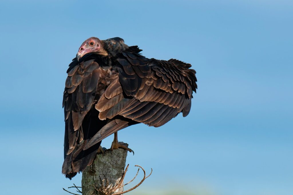 Bird Calls Turkey Vulture Sky