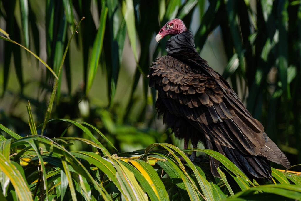 Bird Calls Turkey Vulture