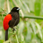 Carara National Park: one of the most important sites for birdwatching   Costa Rica.