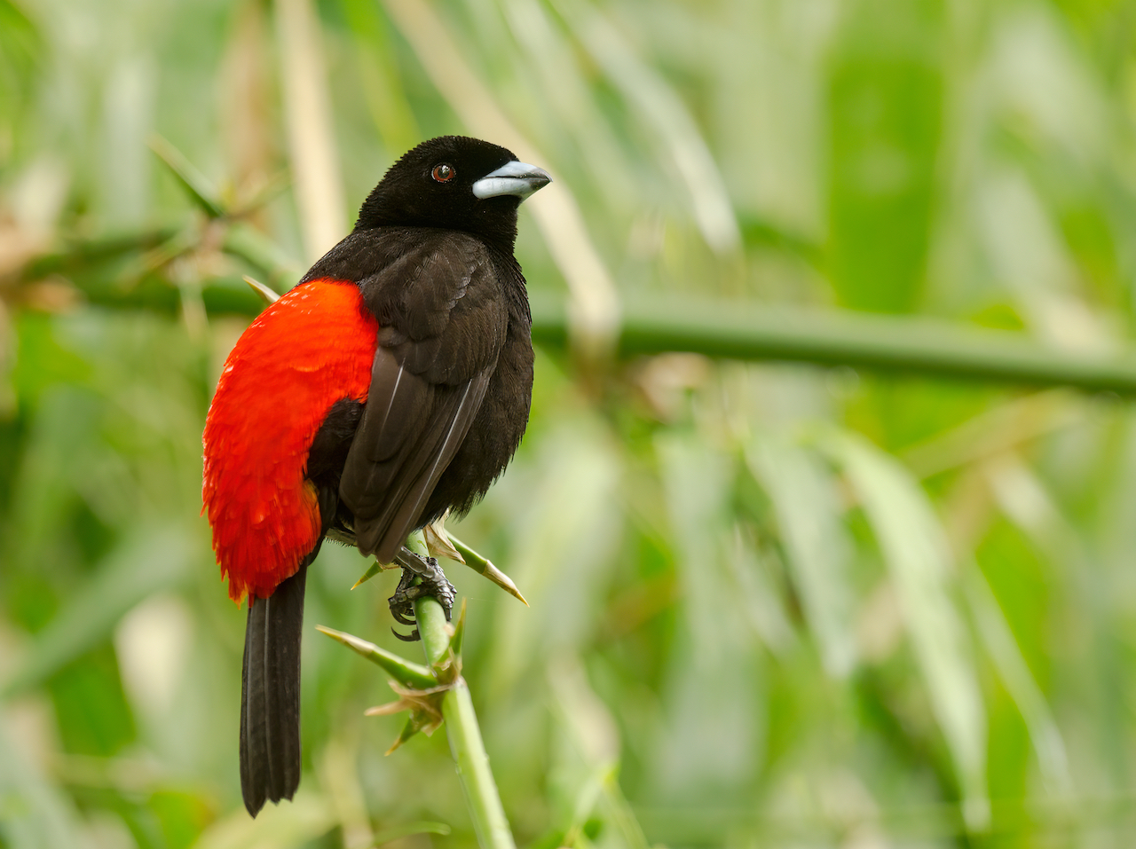 Carara National Park: one of the most important sites for birdwatching   Costa Rica.