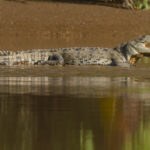 American crocodile – Crocodylus acutus
