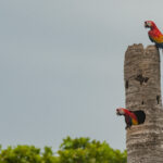 Macaws (New World parrots)